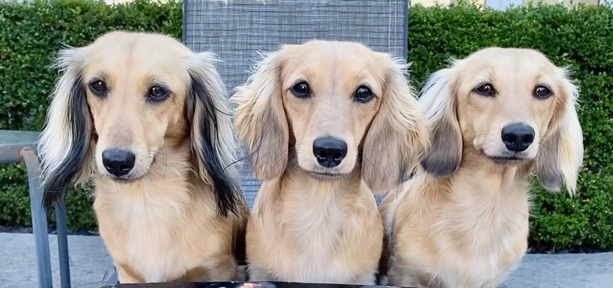 Kitty the Dachshund - One of our New Celeb Doggos | SOCK DOGGO