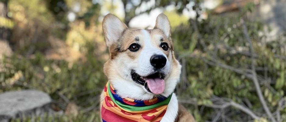 Meet Clifford the Little Red Corgi - he's a celebrity! | SOCK DOGGO