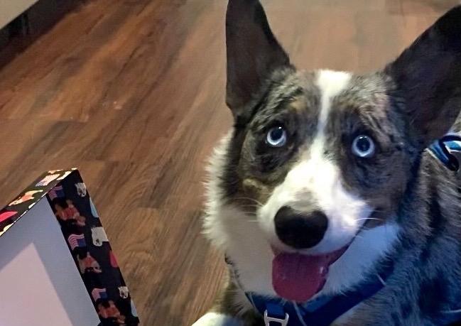 Meet Gizmo - the blue merle cardigan corgi! | SOCK DOGGO