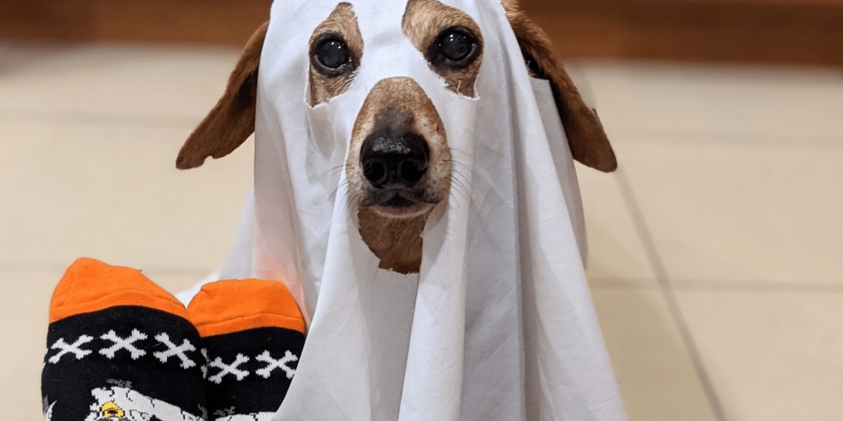 It's Time to Get Halloweenie! | SOCK DOGGO