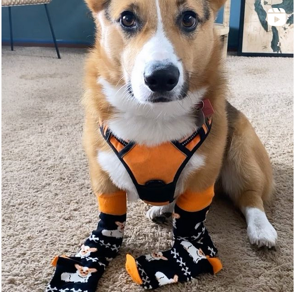 Corgi shop dog socks