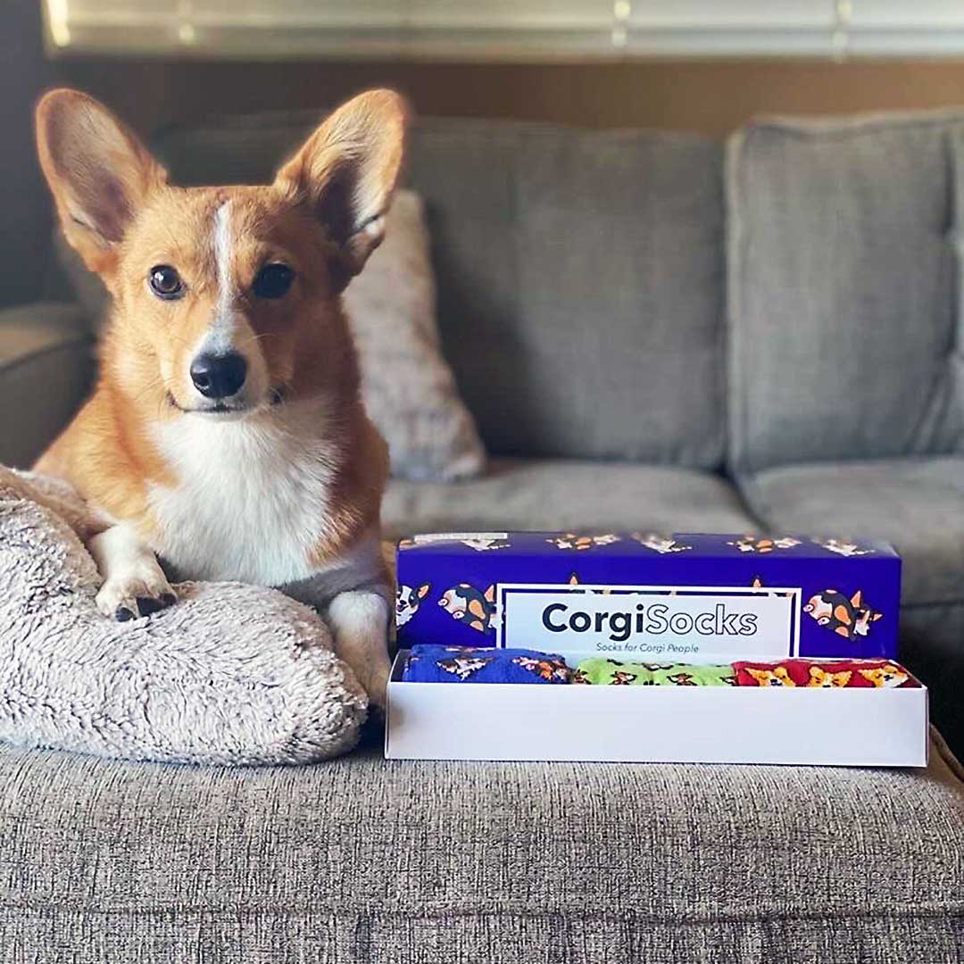 Corgi dog outlet socks