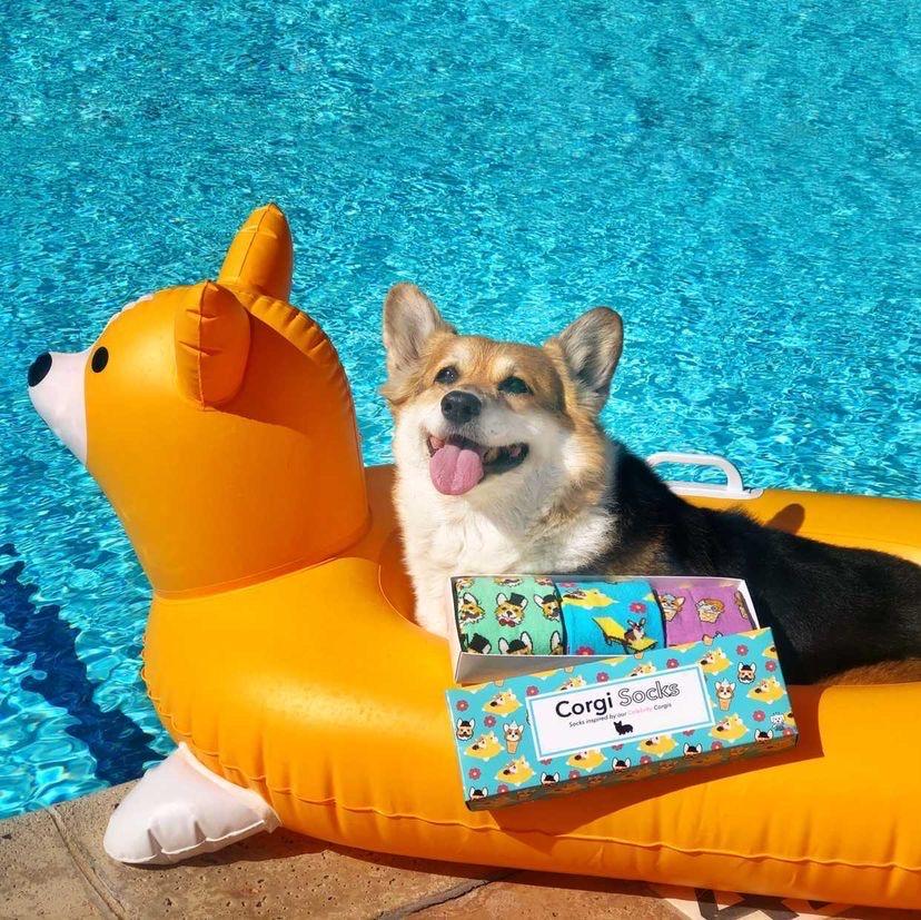 Corgi Socks - Celebrity Doggo Box - SOCK DOGGO