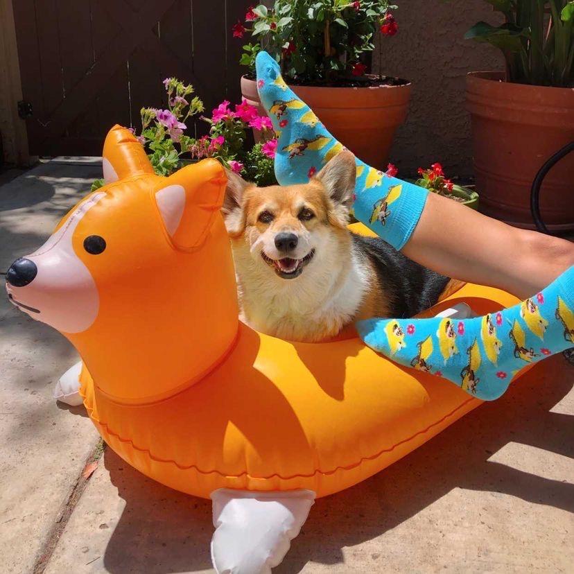 Corgi Socks - Celebrity Doggo Box - SOCK DOGGO